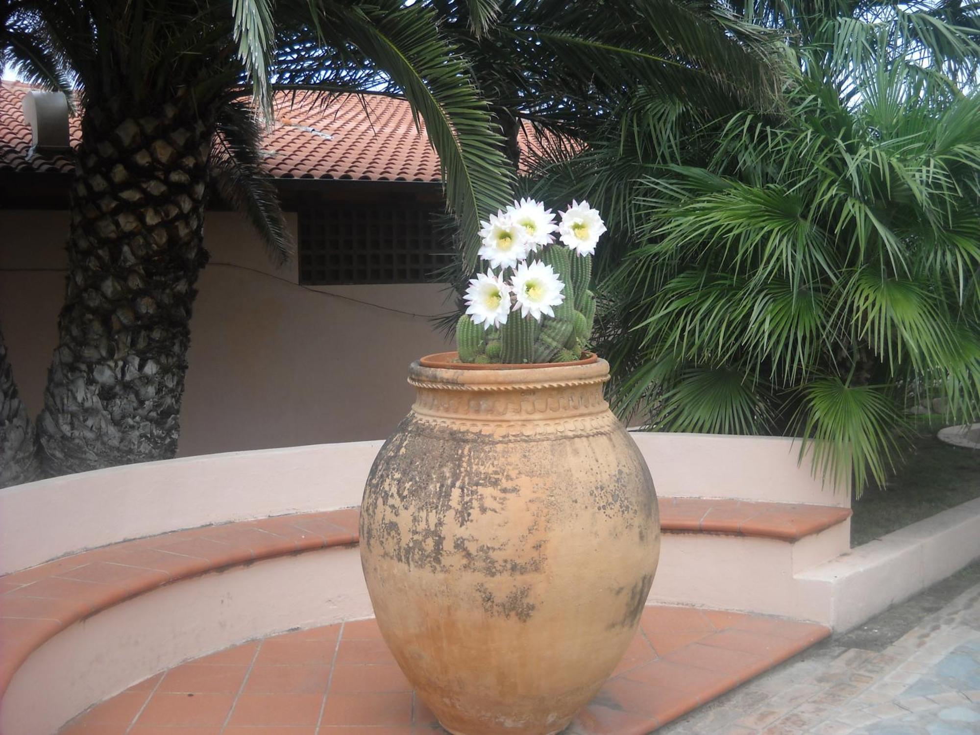 Hotel Villaggio Cala Di Volpe Capo Vaticano Ngoại thất bức ảnh